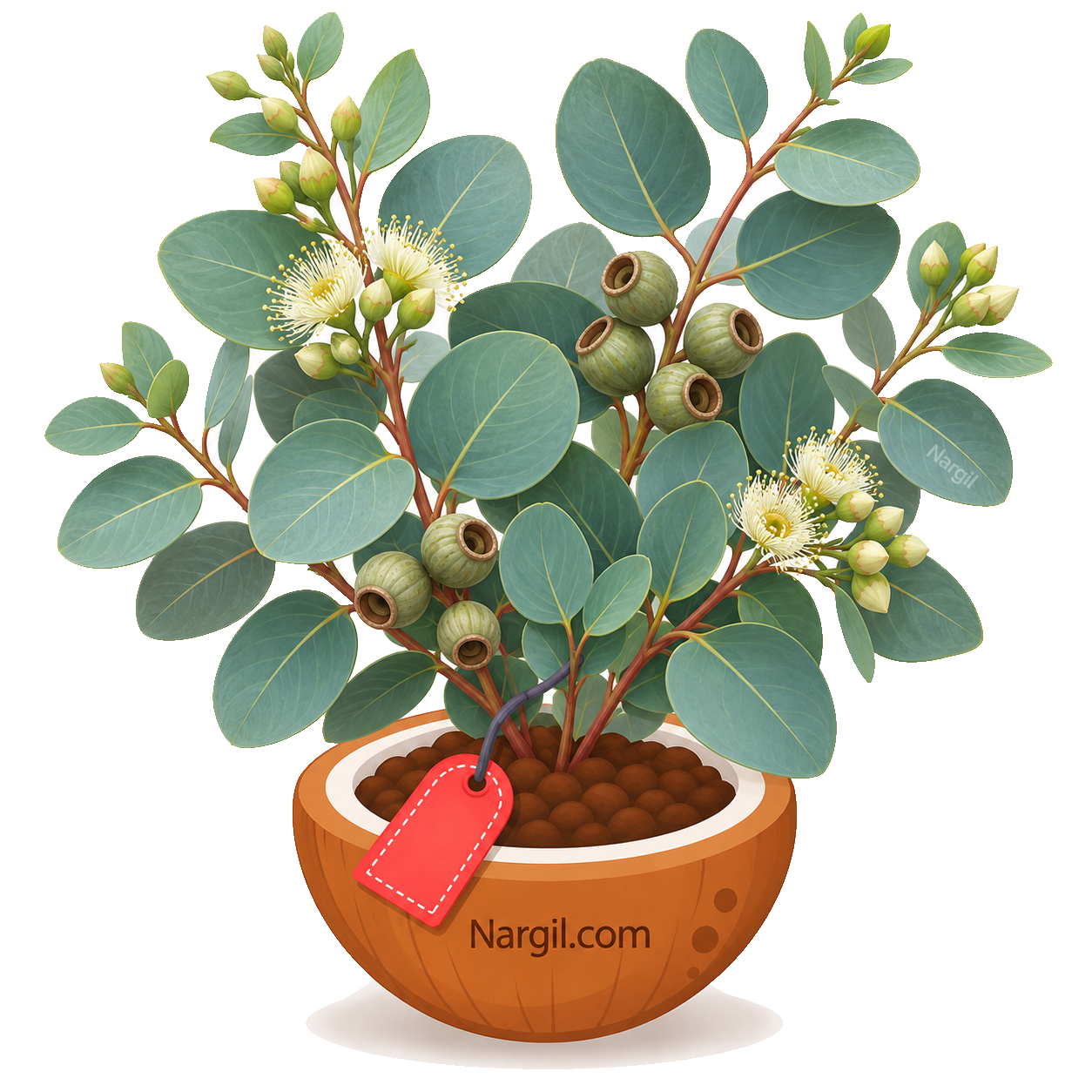 Nargil_Eucalyptus cinerea